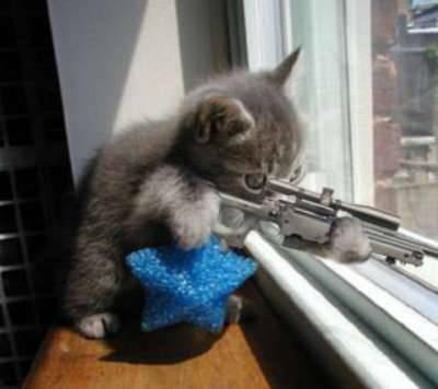 le chat